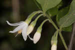 American snowbell